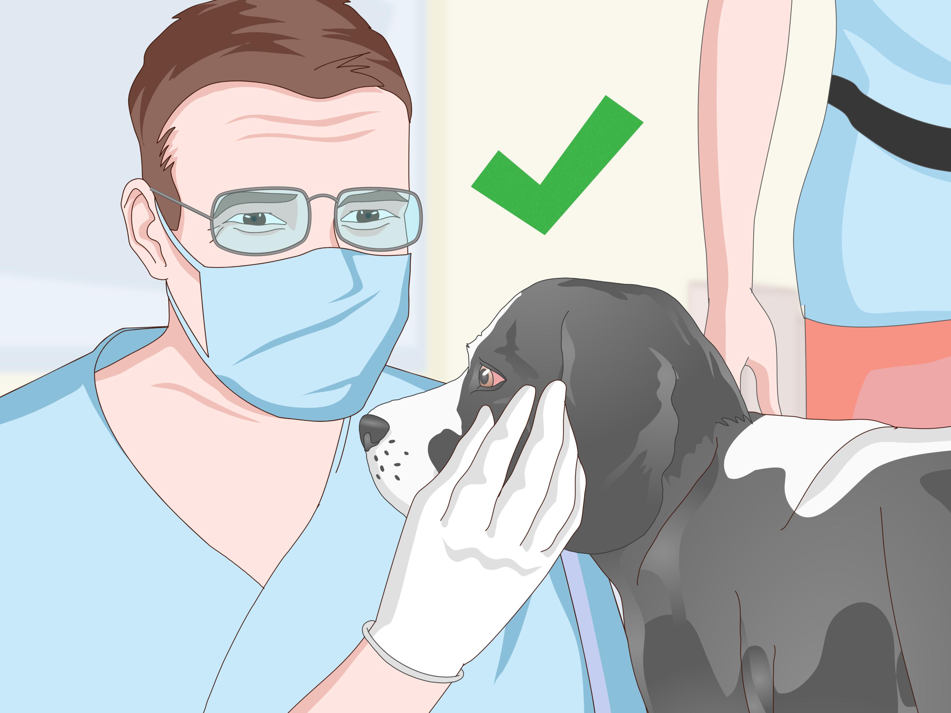 How to Measure a Dog’s Temperature: 3 Simple Ways