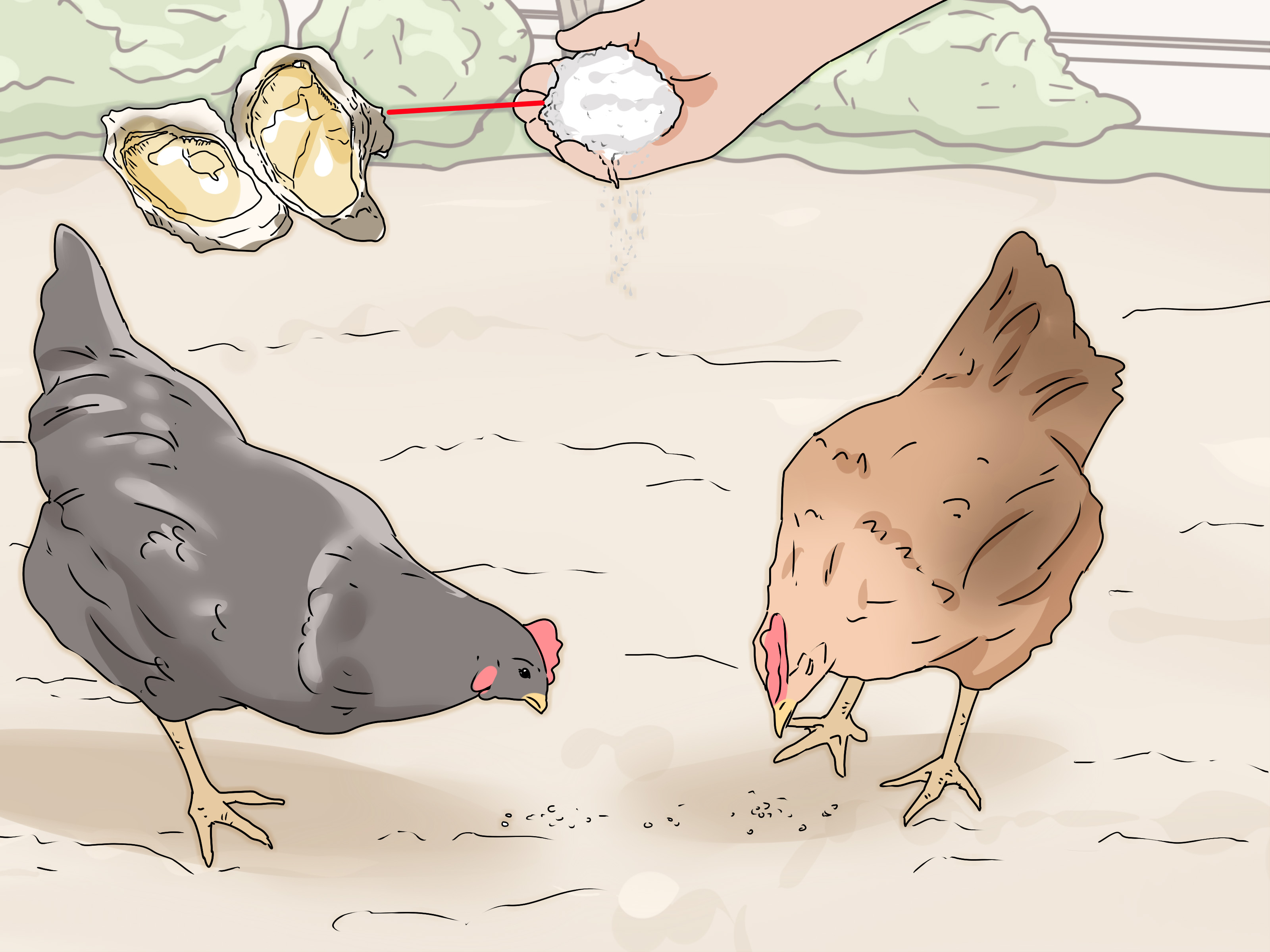 How to Feed Eggshells to Chickens: 10 Steps