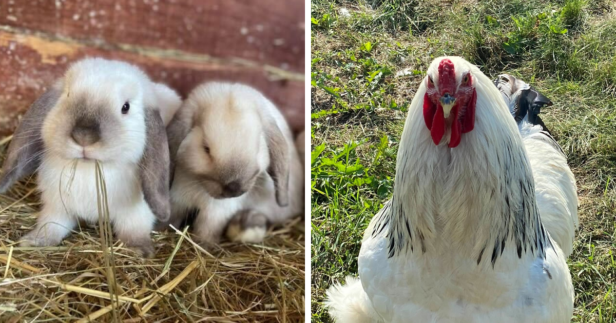 Hey Pandas, Show Us Your Best Day On The Farm