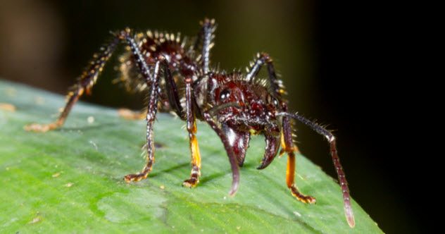 10 Most Terrifying Insects In The World