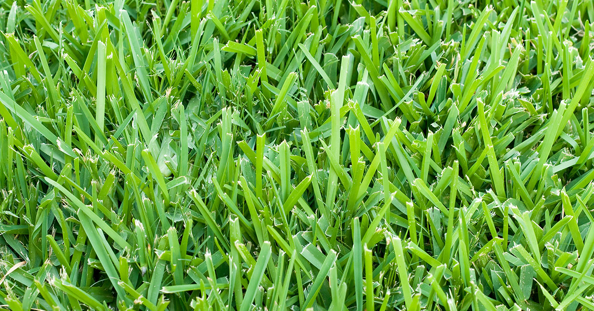 St. Augustine Grass – Guide To Caring For And Growing St. Augustinegrass